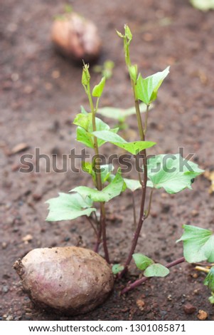 A sweet potato with new shoots starting to grow ready to plant.