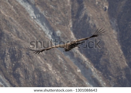 Condors flying in the Colca Canyon, the second deepest canyon in the world, in Peru.