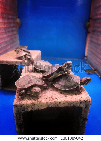 Closeup a group of small tortoise inside the glass of aquarium. 