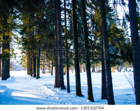 snow-covered Park in winter