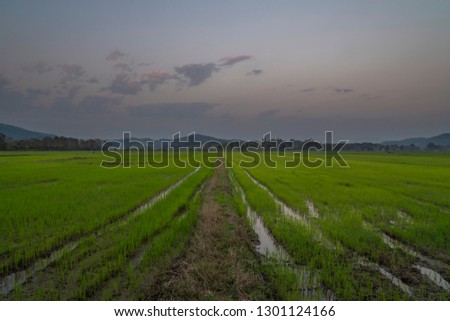 Evening in rice fields perspective lines forest and hills panorama shot