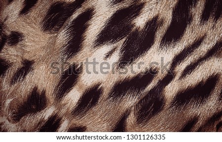 Animal print. Leopard wild pattern. Close up. Vintage style.