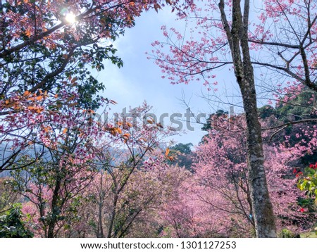 Landscape of Cherry blossom flower in Chiang Mai, Thailand. - Image