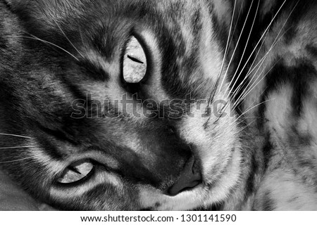 Monochrome Male four year old Blue Marbled Bengal Corsican domestic cat, breed derived from the Asian Leopard