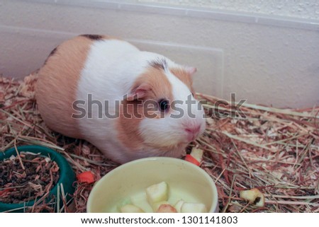White and beige Guinea pig sitting in his cage next to the feeder Royalty-Free Stock Photo #1301141803