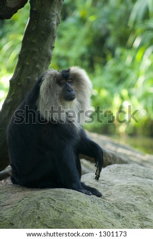 Baboon monkey looking into the camera