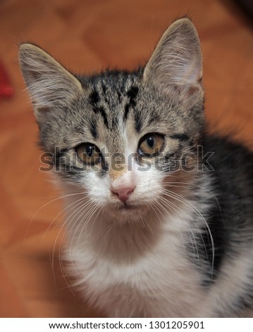 funny fluffy kitten, gray and white, Norwegian forest cat