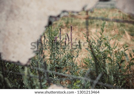 lavender behind a concrete wall