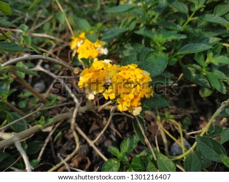 Cloth of gold flower, Lantana flower, Wild sage flower, on natural blackguard