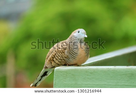 Close Up of a Wild Zebra Dove at the balcony looking up to the sky