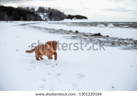 Nova Scotia Duck Tolling Retriever Fluffy Puppy in the Winter seaside