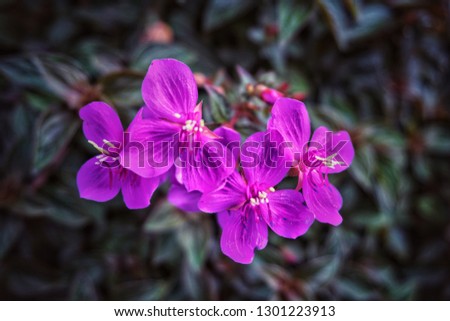 Macro violet flowers 