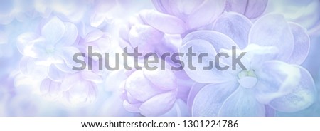 Beautiful purple lilac flowers blossom branch panorama background. Soft focus. Greeting gift card template. Pastel toned image. Nature abstract. Copy space.