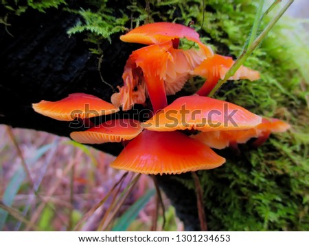 Cluster of small orange mushrooms.