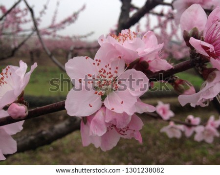 Pink peach blossoms blossom in spring