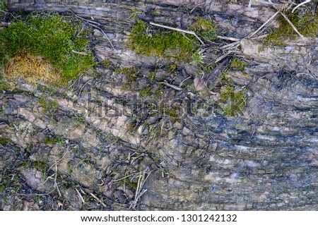 moss on wood background
