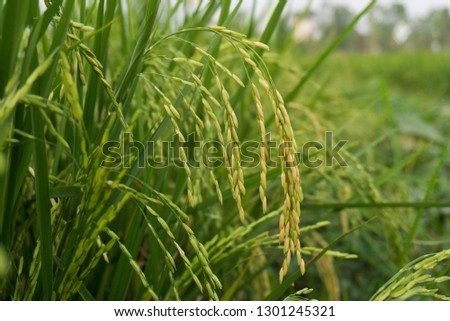 Close-up pictures of rice fields, green, yellow and sky