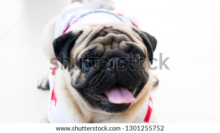 Pictures of cute pug dogs