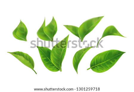 Set of Realistic Green Leaves Collection. Spring.Element for design, advertising, packaging products white background 3d illustration