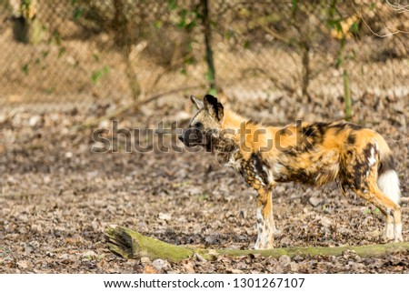 Hyena standing full body looking very attentively forward against blurred dry arid background, brown fur with black spots sunny day in a nature reserve. Animals in the wildlife concept. Space for text