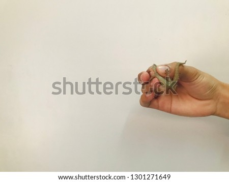 Blurred hand holding lizard on white background