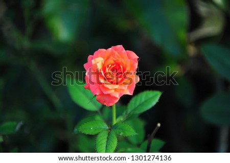 color sun flower