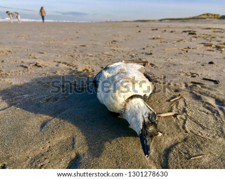 dead common guillemot sea bird wasked ashore on the north sea coast of the Netherlands at The Hague Kijkduin beach