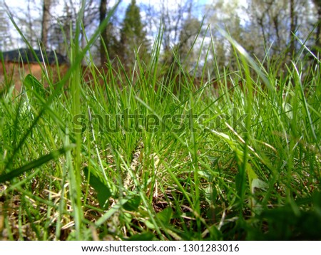 Macro photo of fresh green spring grass