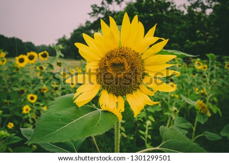 Close-Up Of Sunflower