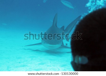 Bull Shark (Carcharhinus Leucas) Approaching Diver, Playa del Carmen, Mexico