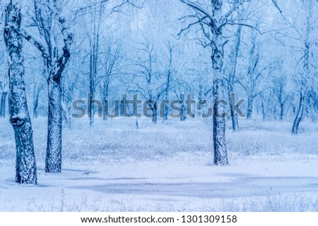Airy atmospheric picture of winter outdoor trees