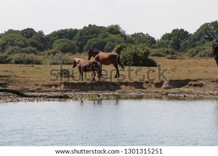 Wild Horses in the New Forest southern England