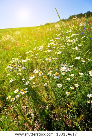 Flower summer field