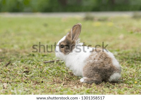 Cute young white Little rabbit on green grass in summer day