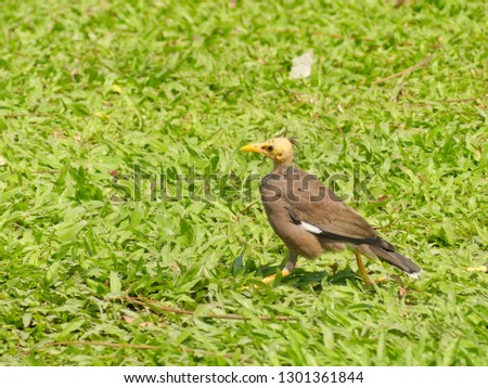 Mynas bird is glabrous and standing on the grass floor, Bald common myna bird is standing on the grass floor.