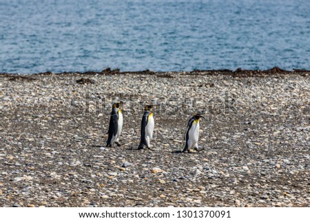 Three king penguins walk across the Atlantic Ocean in Chilean Patagonia, South America