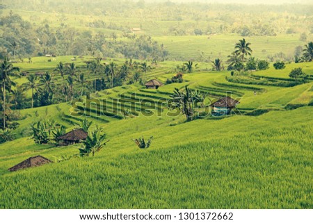Rice plantations on Bali Royalty-Free Stock Photo #1301372662