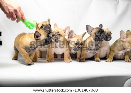 group of puppies french bulldogs brown color