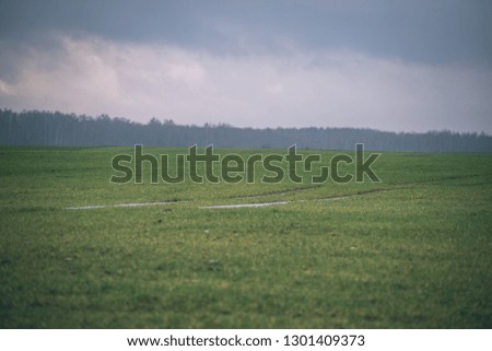 cultivated wheat field in summer under blue sky in countryside - vintage retro look