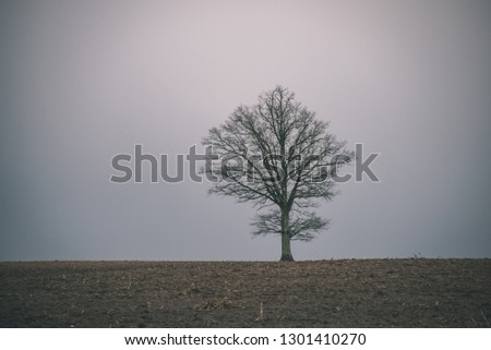 single isolated large big tree in nature environment with huge trunk and foliage around - vintage retro film look