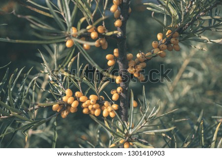 sea buckthorn fruits on the branches with green leaves in autumn. ready for harvest - vintage retro look