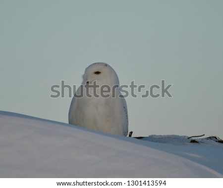 Snowy owl just hanging out