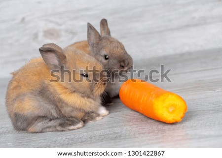Two rabbits eat orange carrots.