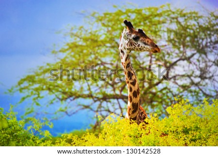 Giraffe 's head standing out from the bush. Safari in Tsavo West, Kenya, Africa