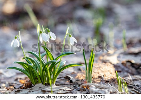 White blooming snowdrop folded or Galanthus plicatus. Spring sunny day in the forest. Close up, shallow depth of the field. Easter picture with copy space.