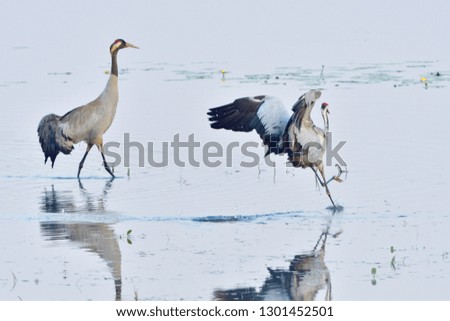 Common crane in Upper Lusatia during the courtship in spring