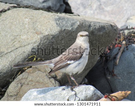Northern Mockingbird on the Southern Maine Coast in Summer