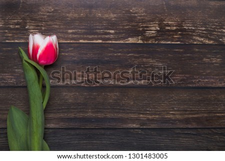 A tulip lying down flat lay perspective seen from above. The pink and white flower is on a rustic dark wooden table, and there is empty space with room for text to the right and in the middle.