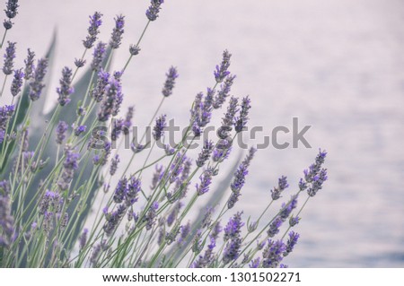 Spring or summer lavender flowers, blooming outdoors
