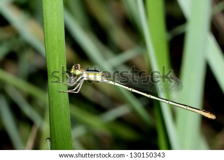 Dragonfly on leaf in nature